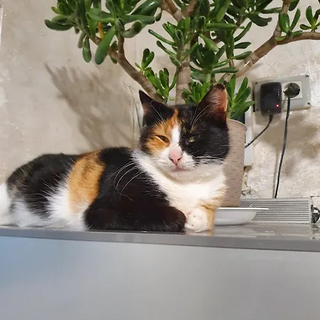 Vadul Chiquita Pensiune Vadu